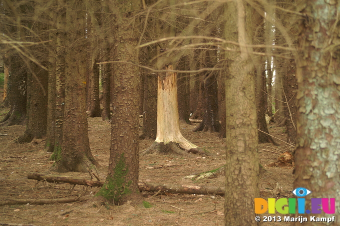 D7D00383 Debarked tree in wood